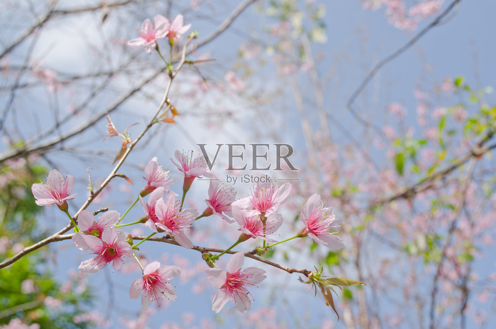 喜马拉雅樱桃是粉红色的花照片摄影图片