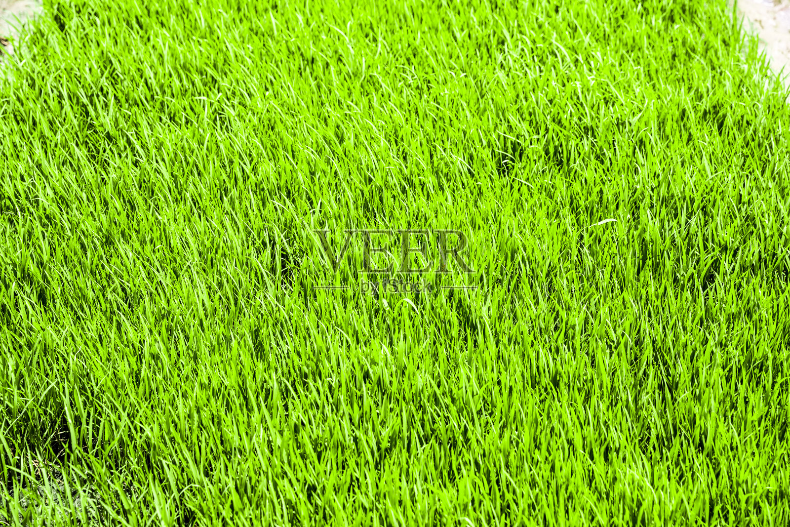 水稻幼苗照片摄影图片