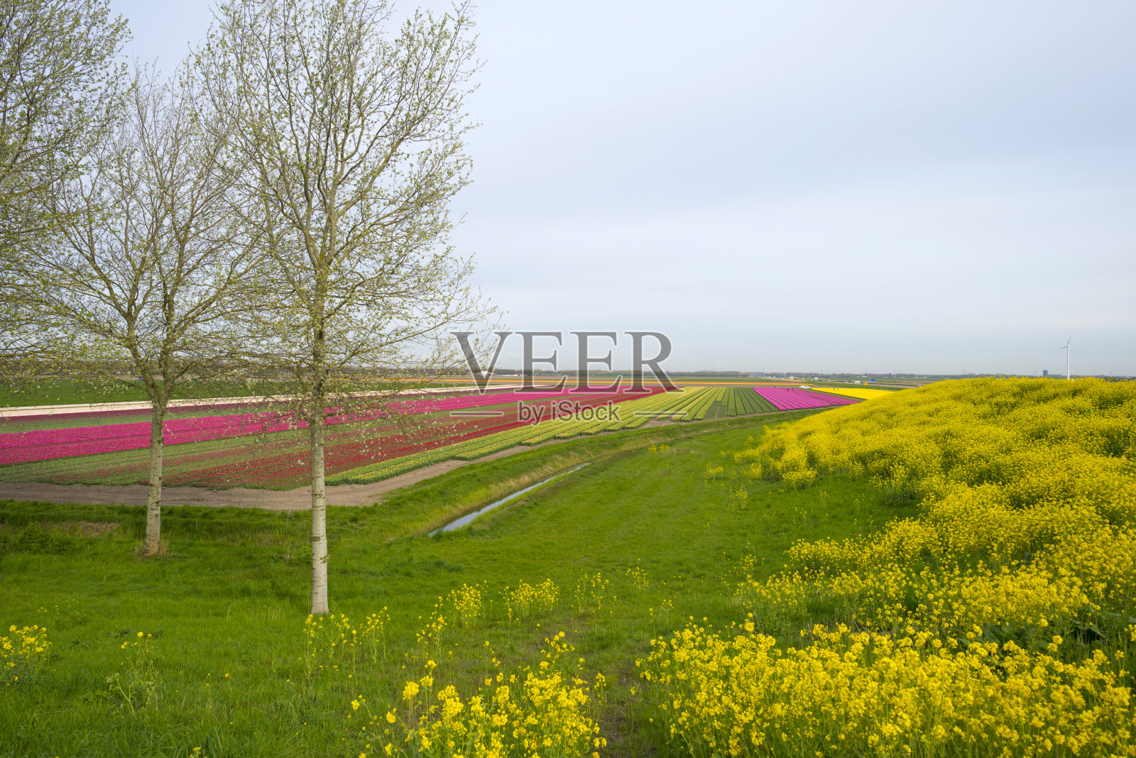 春天地里的郁金香照片摄影图片