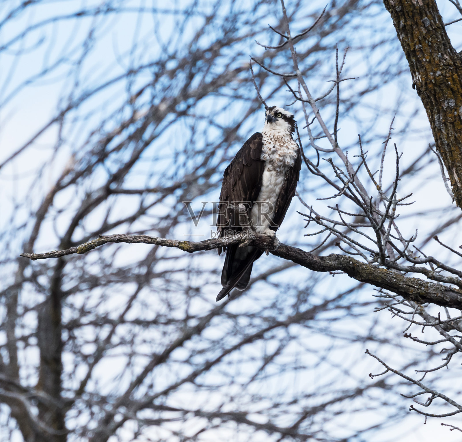 鱼鹰照片摄影图片