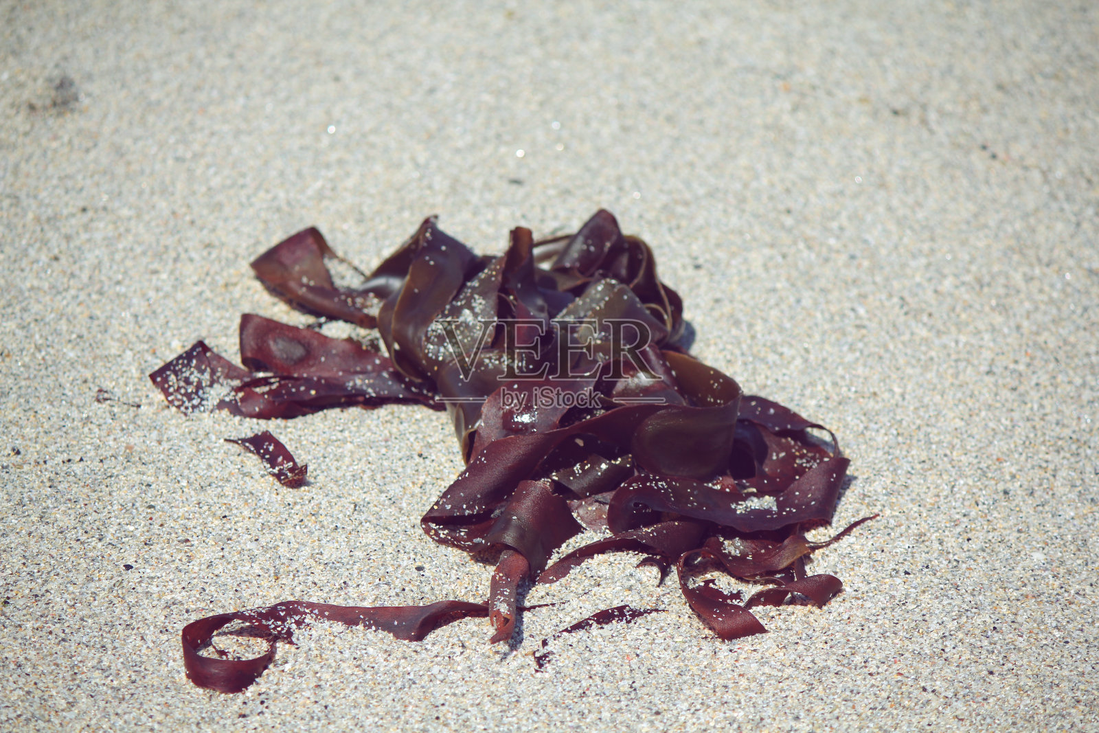 海滩上的海藻照片摄影图片