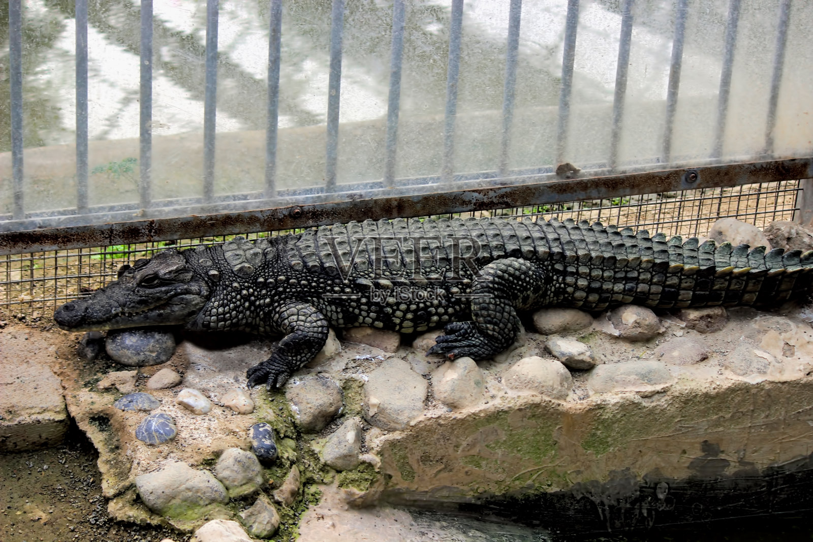 尼罗河鳄鱼(尼罗河鳄)照片摄影图片