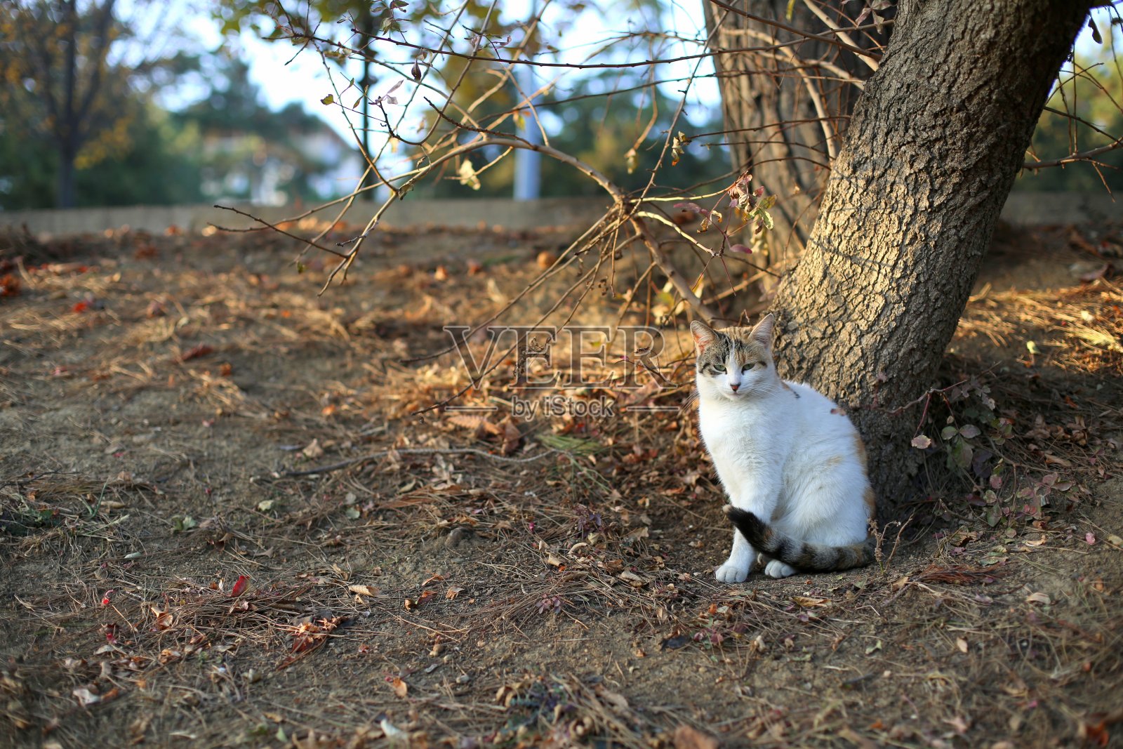 猫照片摄影图片