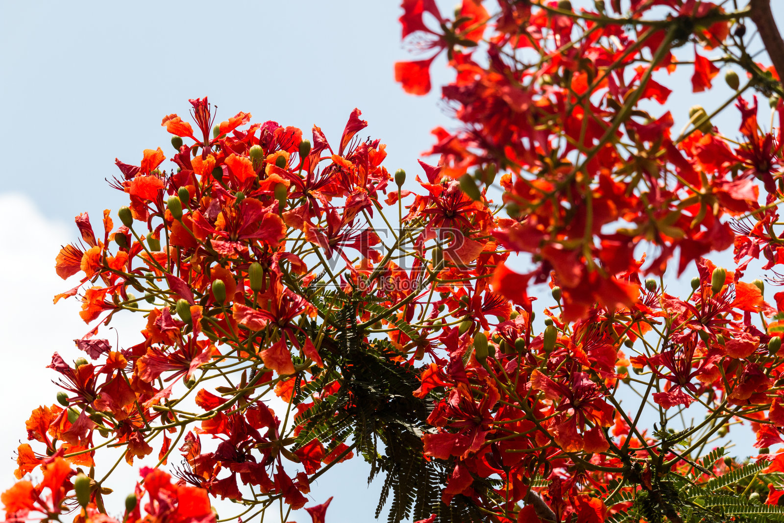 火焰树绽放照片摄影图片