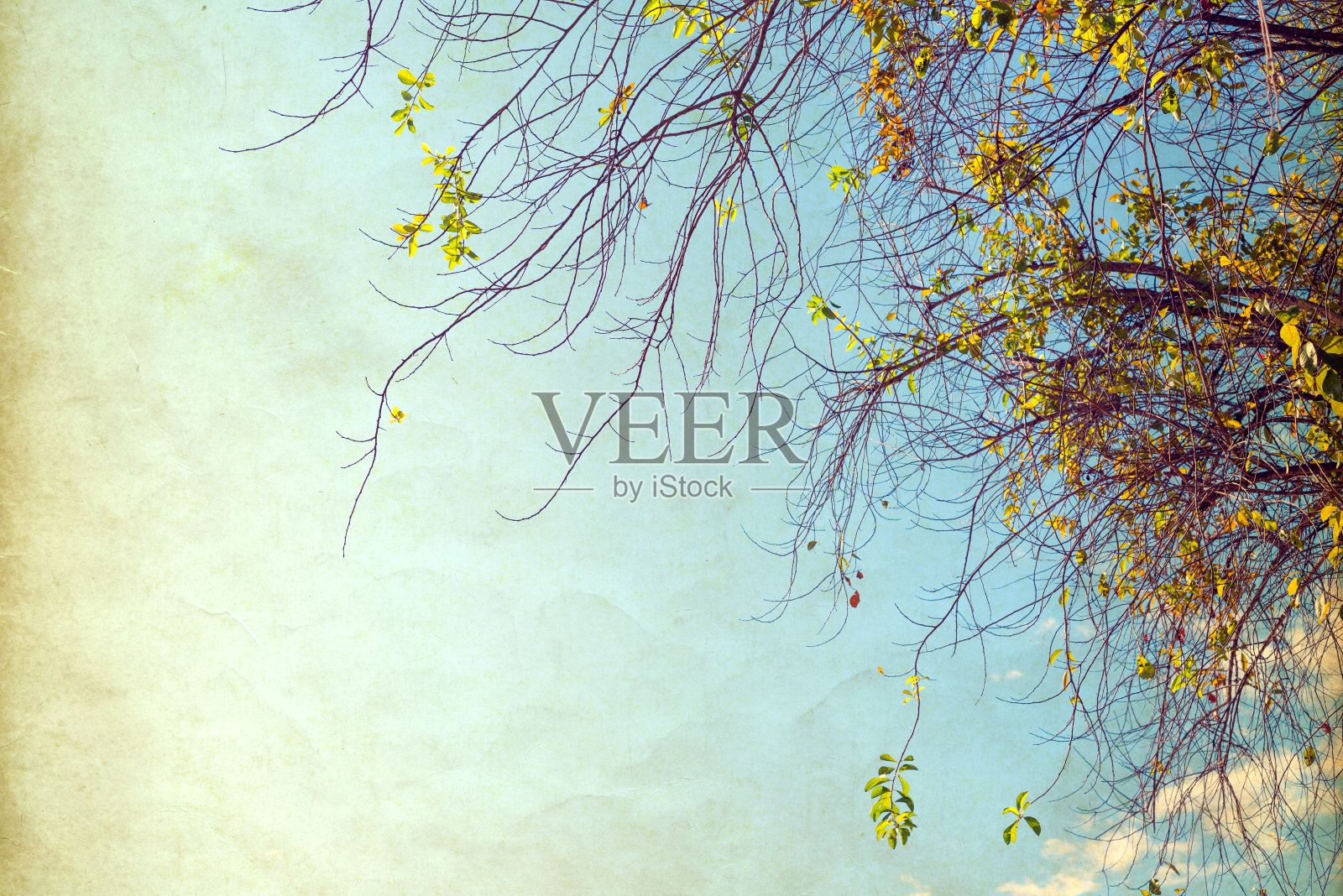 葡萄树flowe照片摄影图片