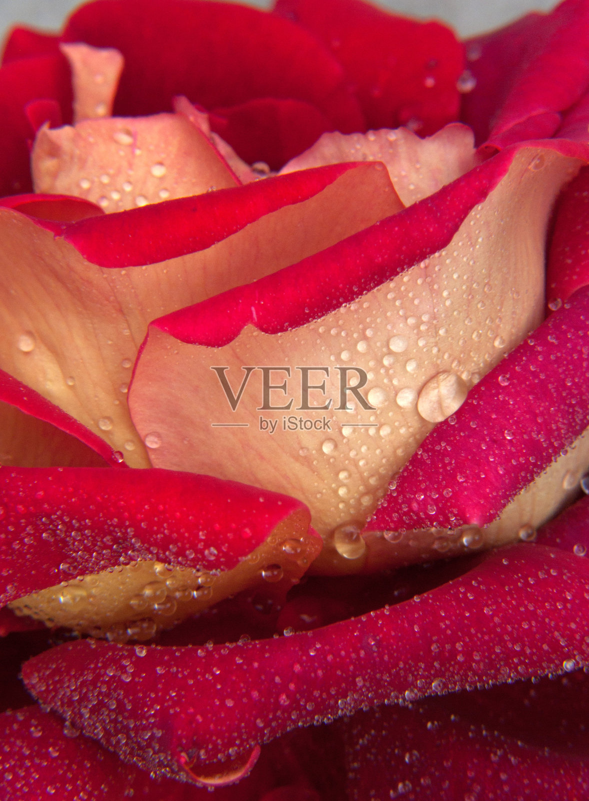 红玫瑰宏。照片摄影图片