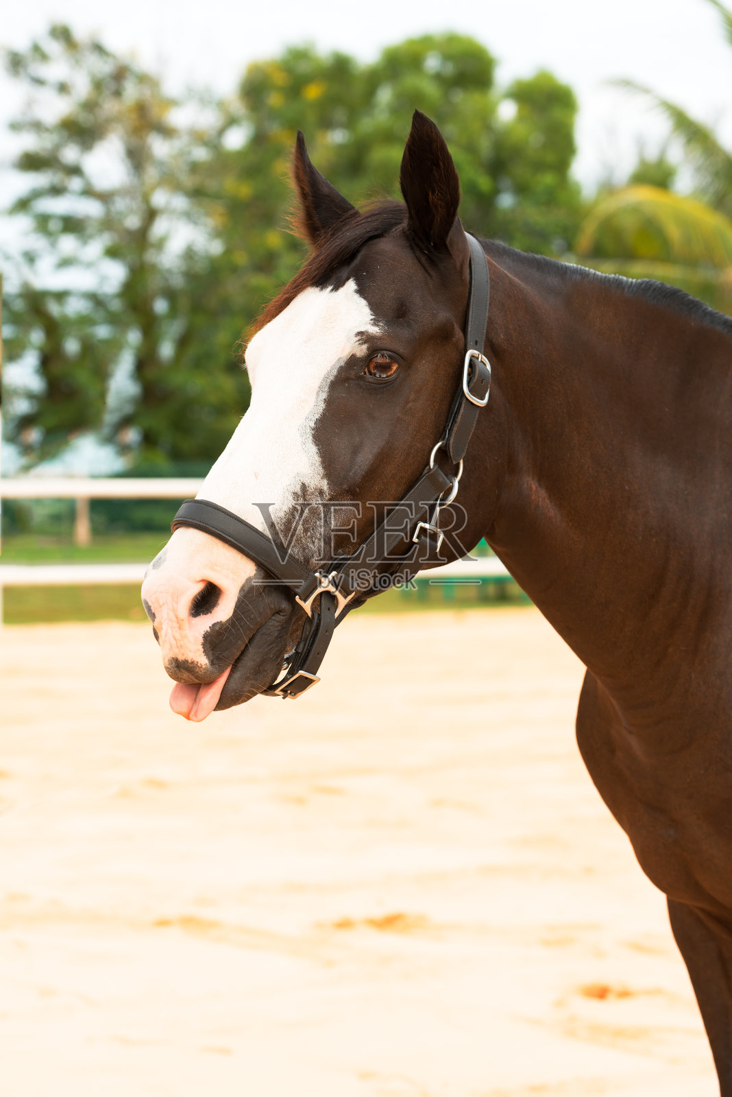 马近距离照片摄影图片