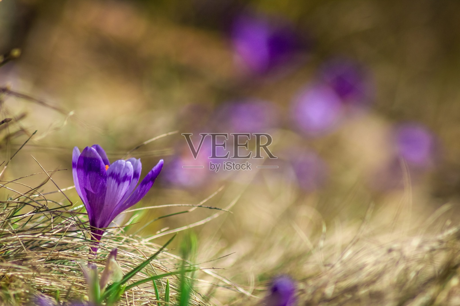 早春的番红花照片摄影图片