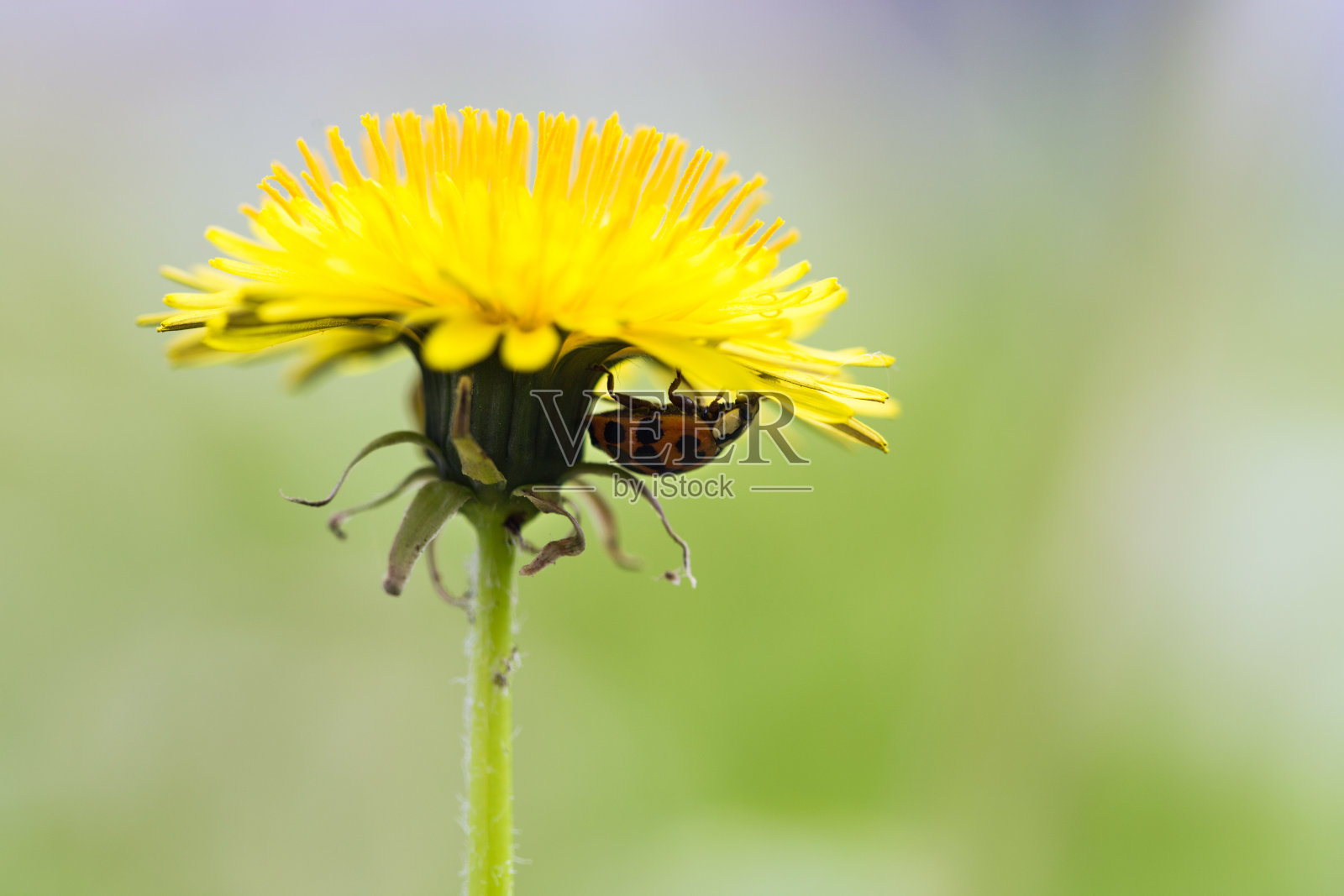 瓢虫在黄色的蒲公英上照片摄影图片