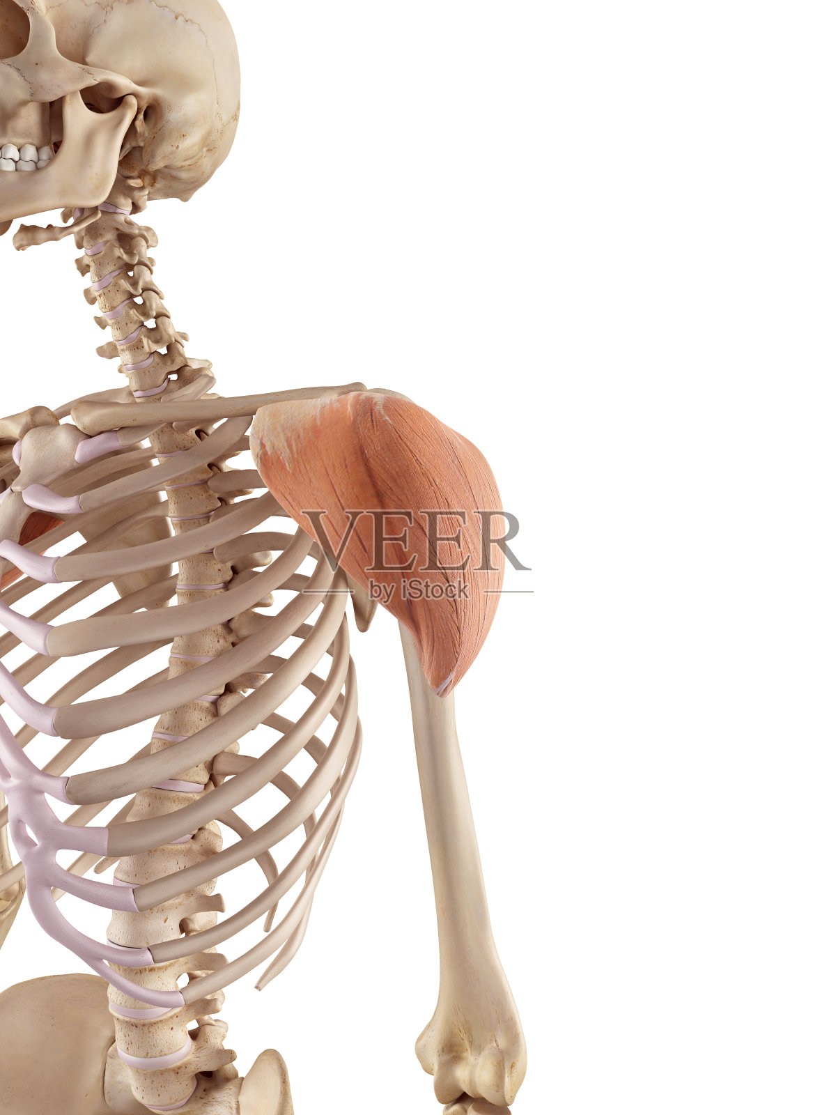 三角肌照片摄影图片