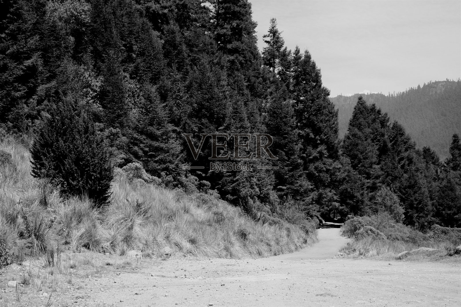 森林在墨西哥照片摄影图片