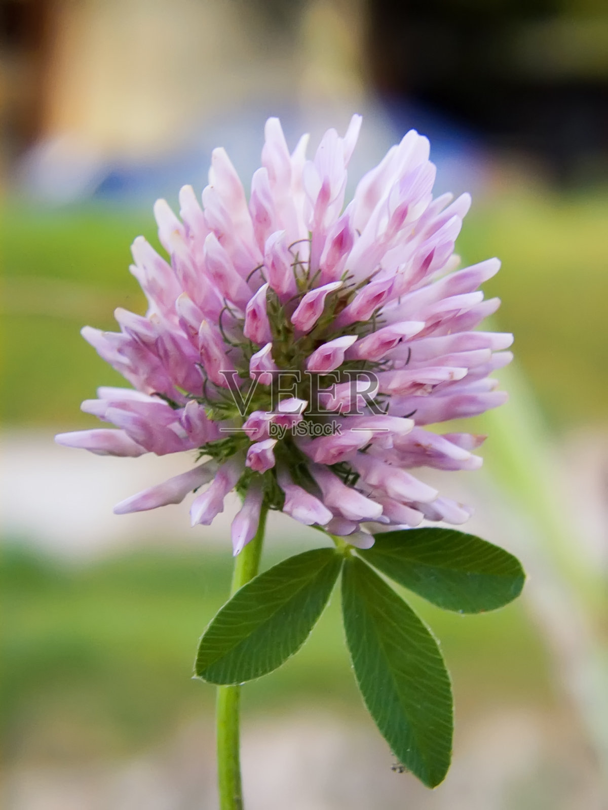 三叶三叶草照片摄影图片