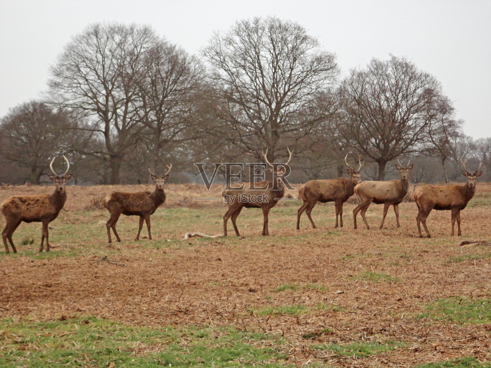 一群直视摄像机的马鹿照片摄影图片