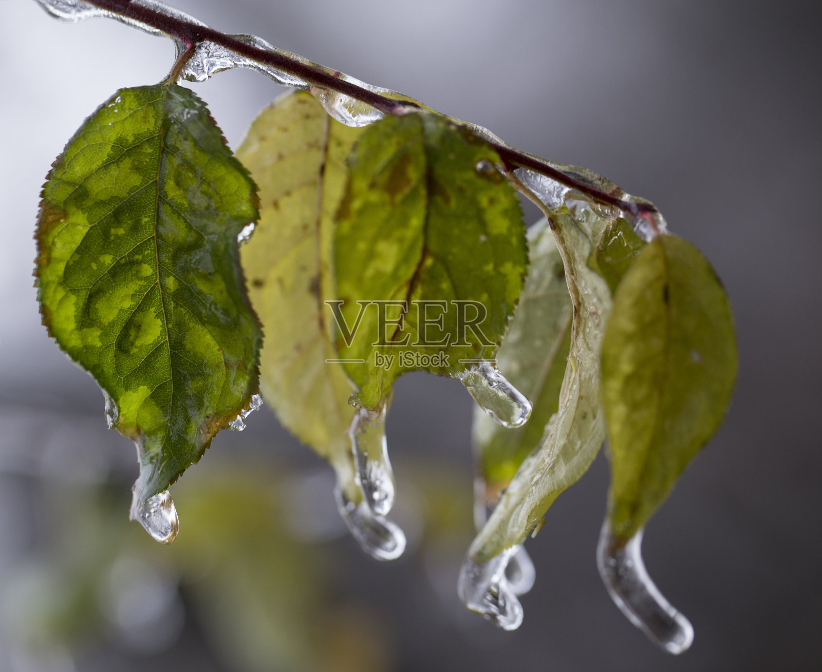 叶子被冰覆盖。照片摄影图片