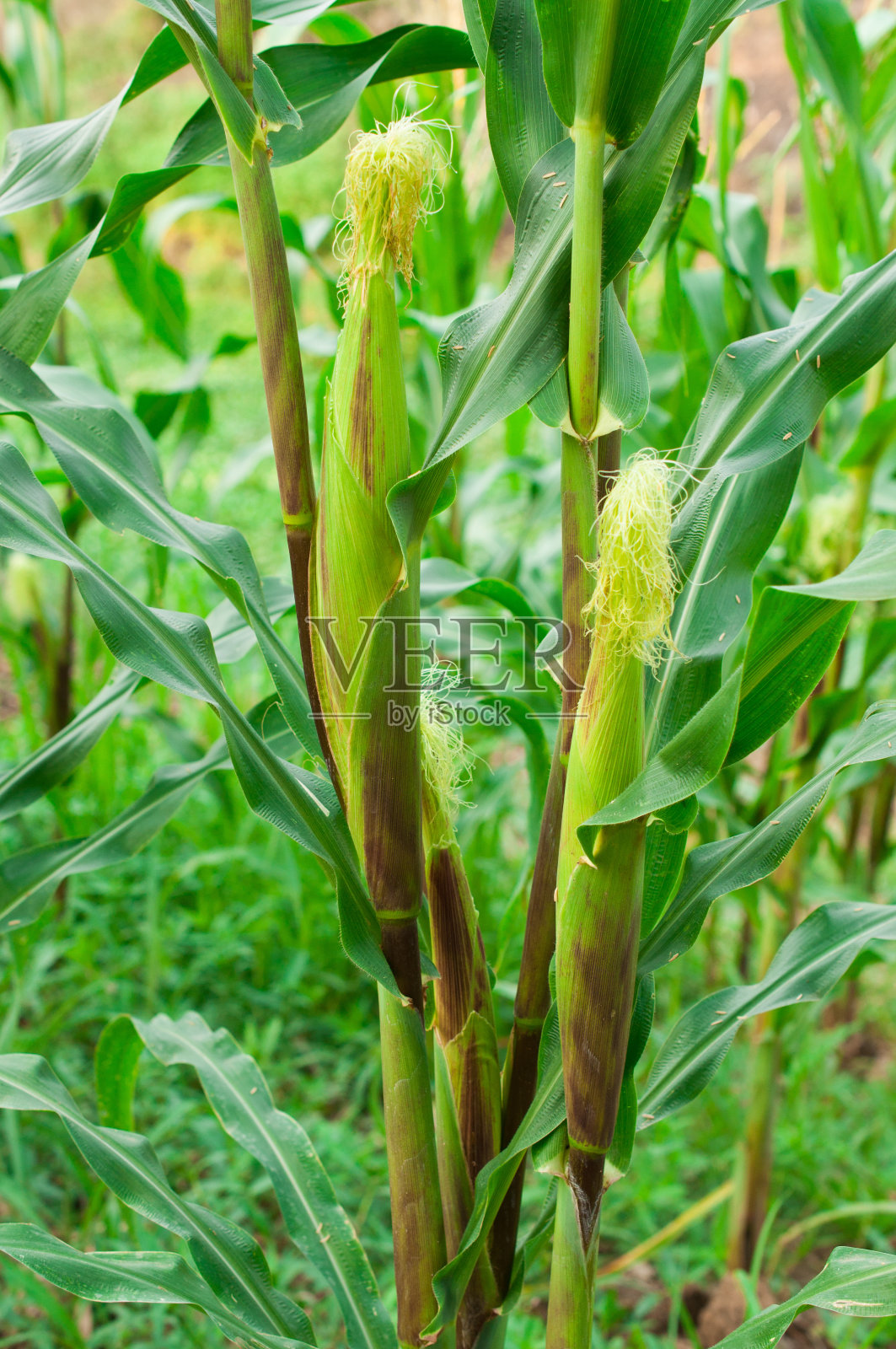 玉米树照片摄影图片