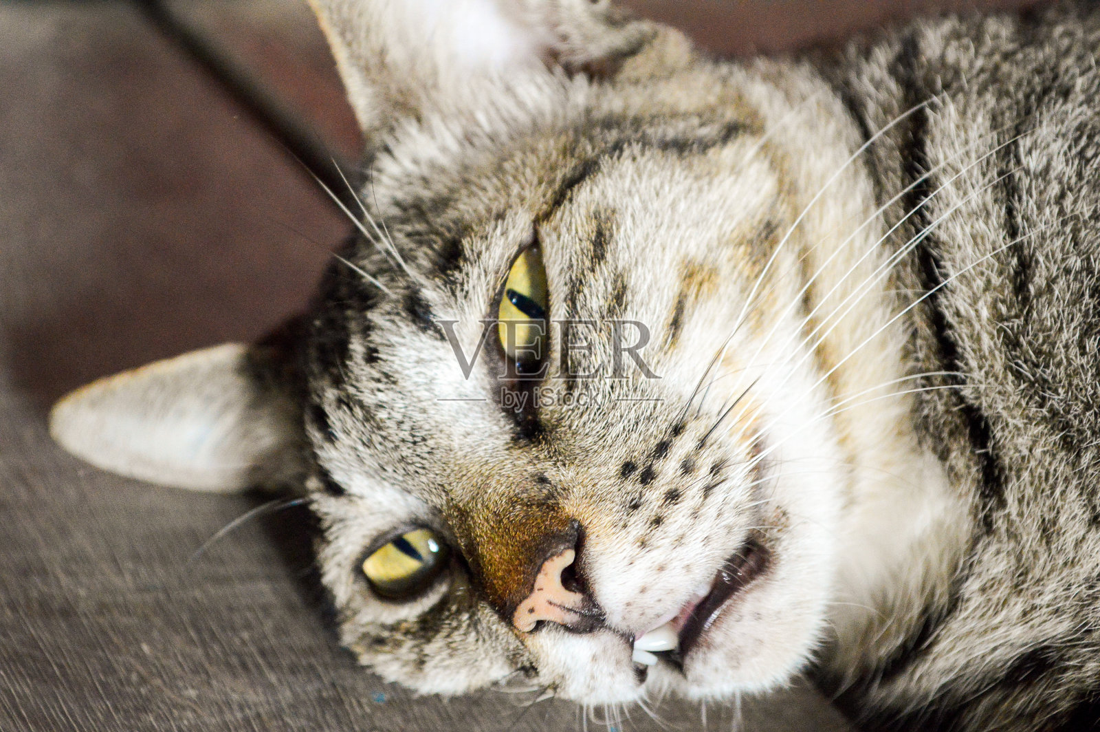 虎斑猫照片摄影图片