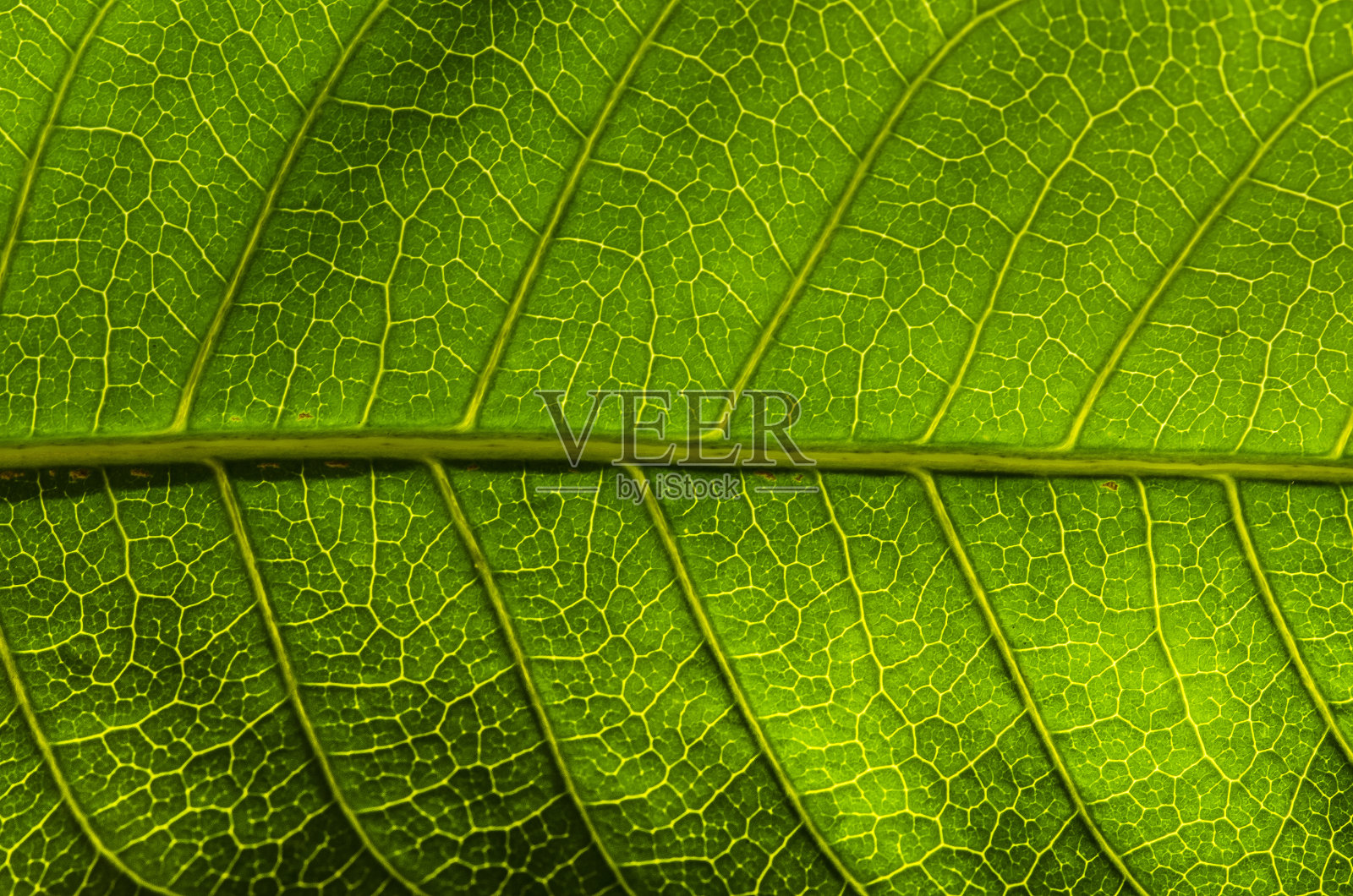 叶结构照片摄影图片