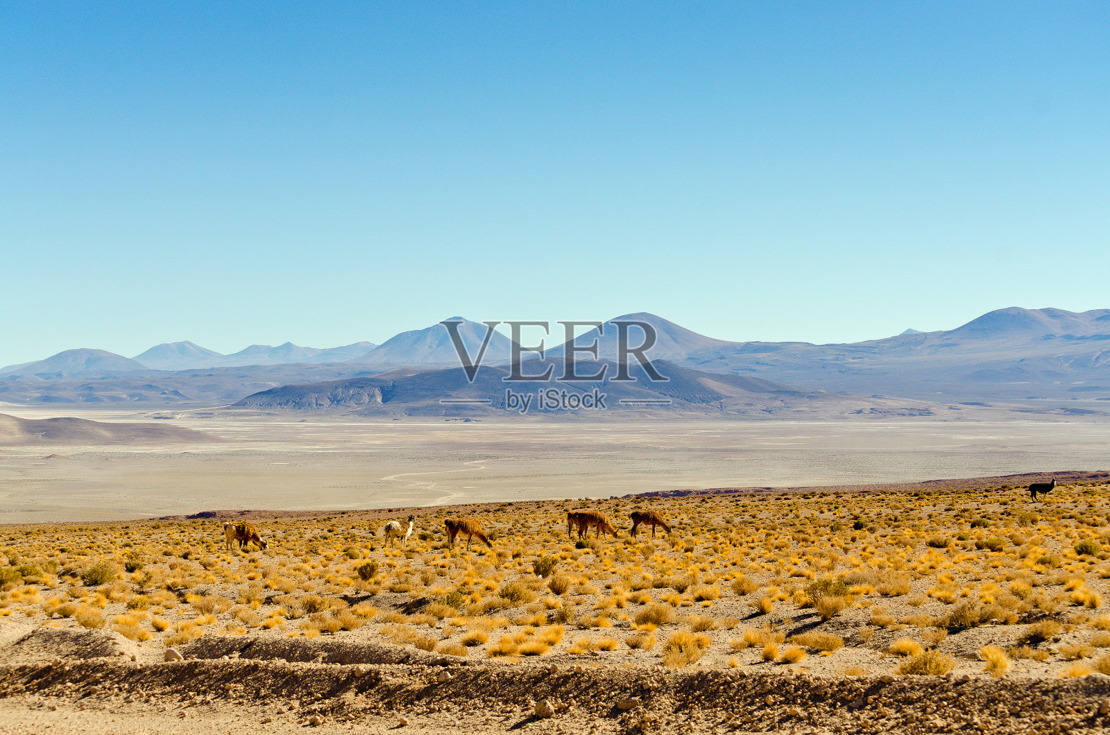 玻利维亚，安提普拉诺，维库纳斯照片摄影图片