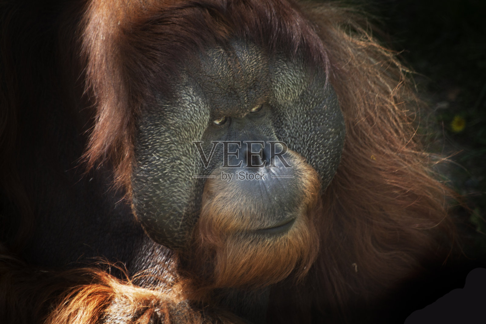 大型雄性猩猩脸部特写照片摄影图片