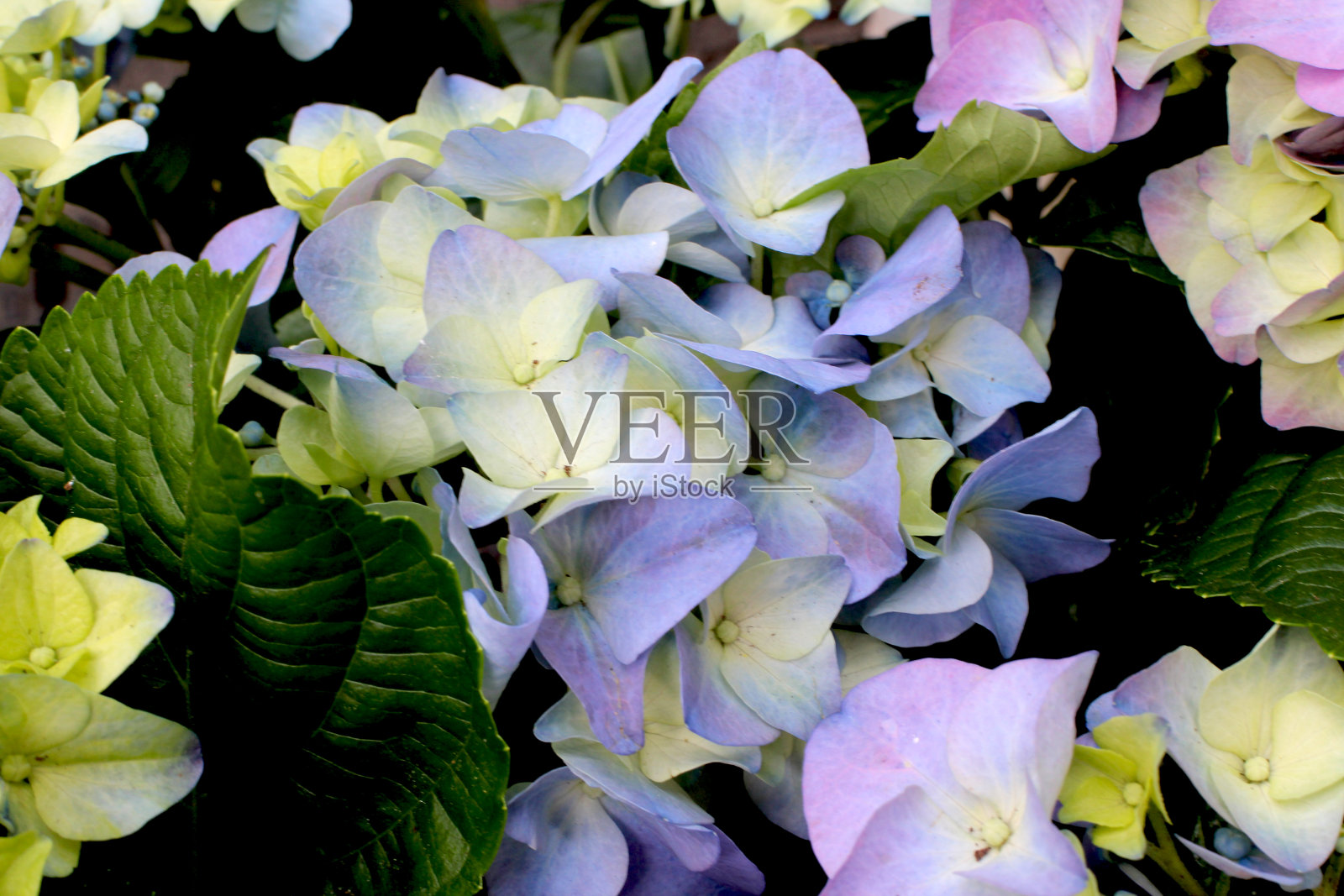 绣球花照片摄影图片