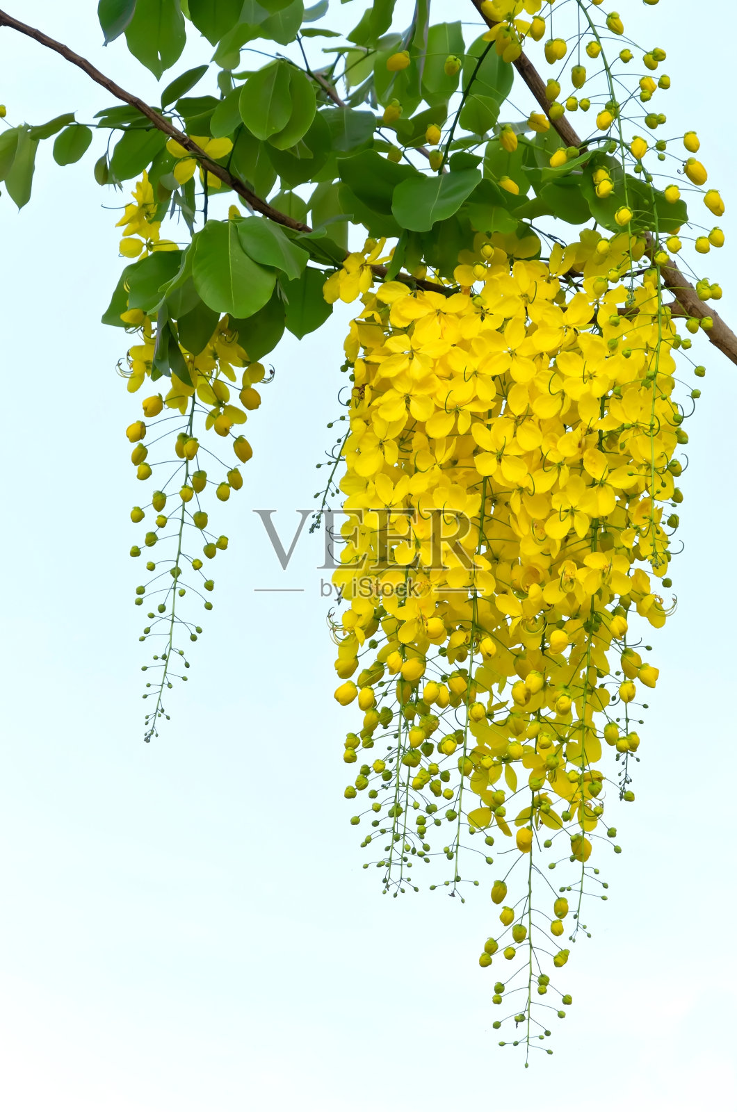 金色淋浴(决明子瘘管)照片摄影图片