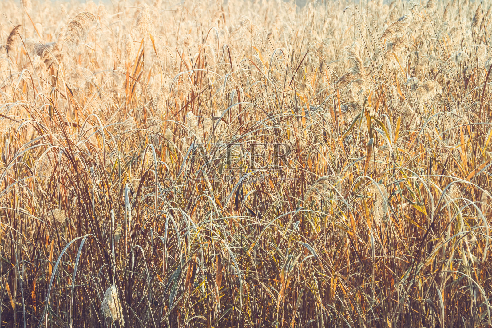 摘要背景干草照片摄影图片