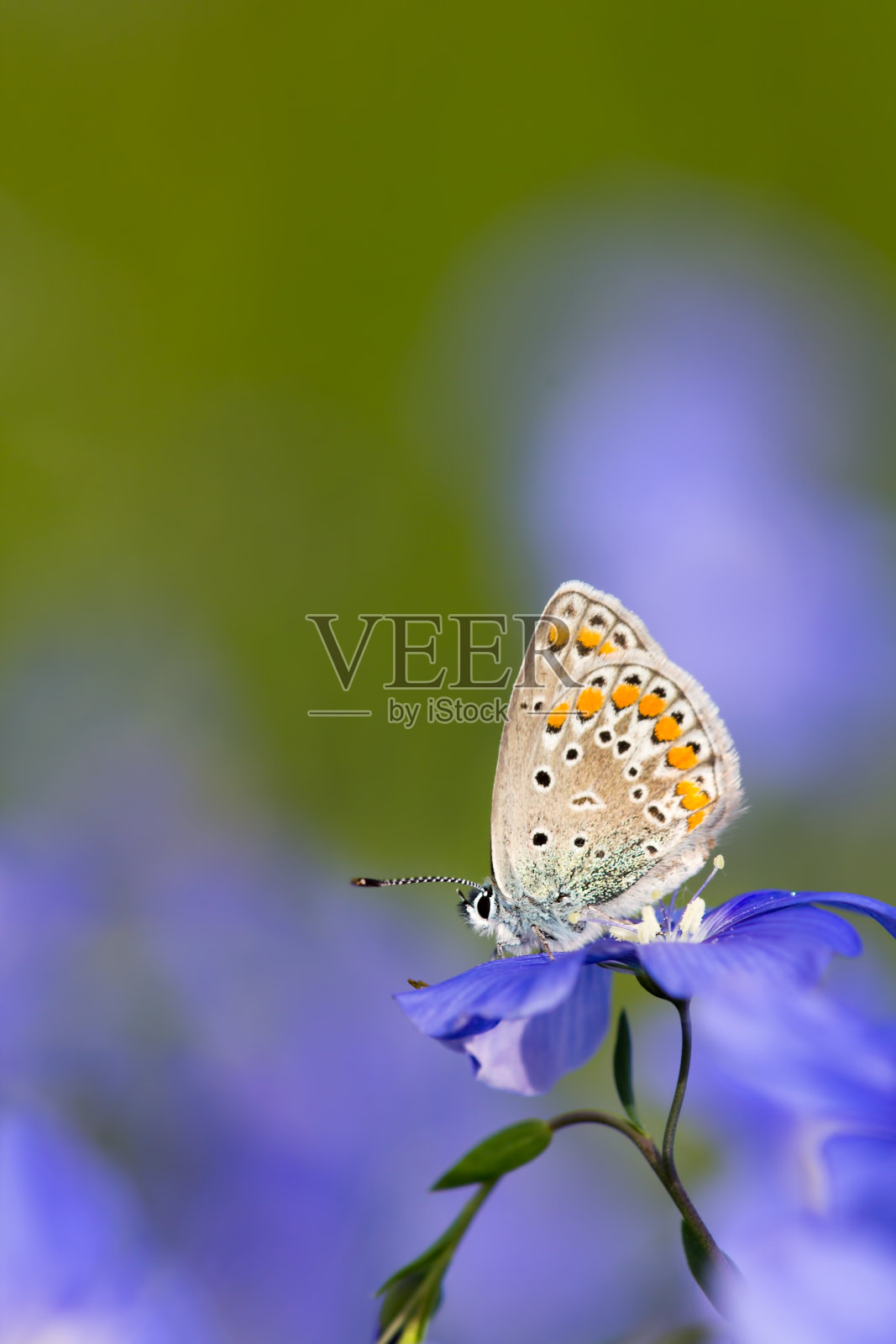 蝴蝶照片摄影图片