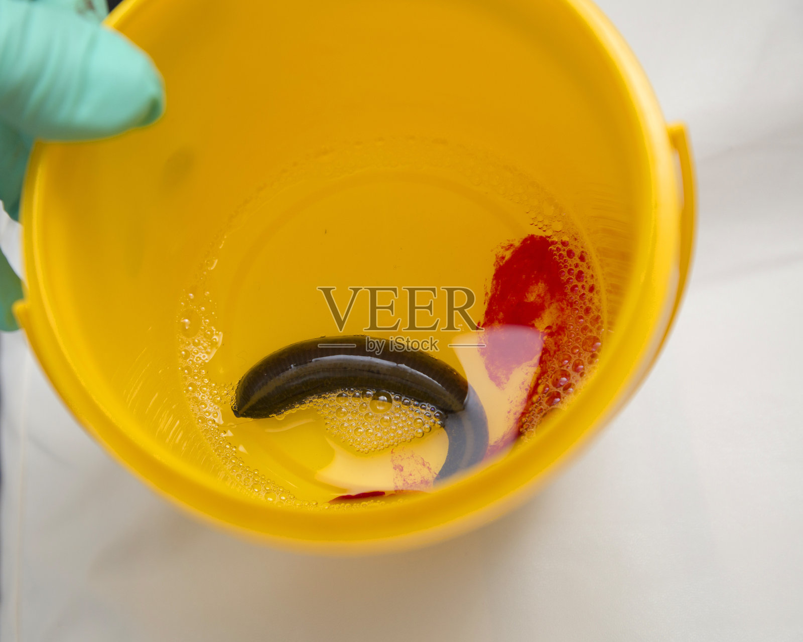 碗水蛭照片摄影图片