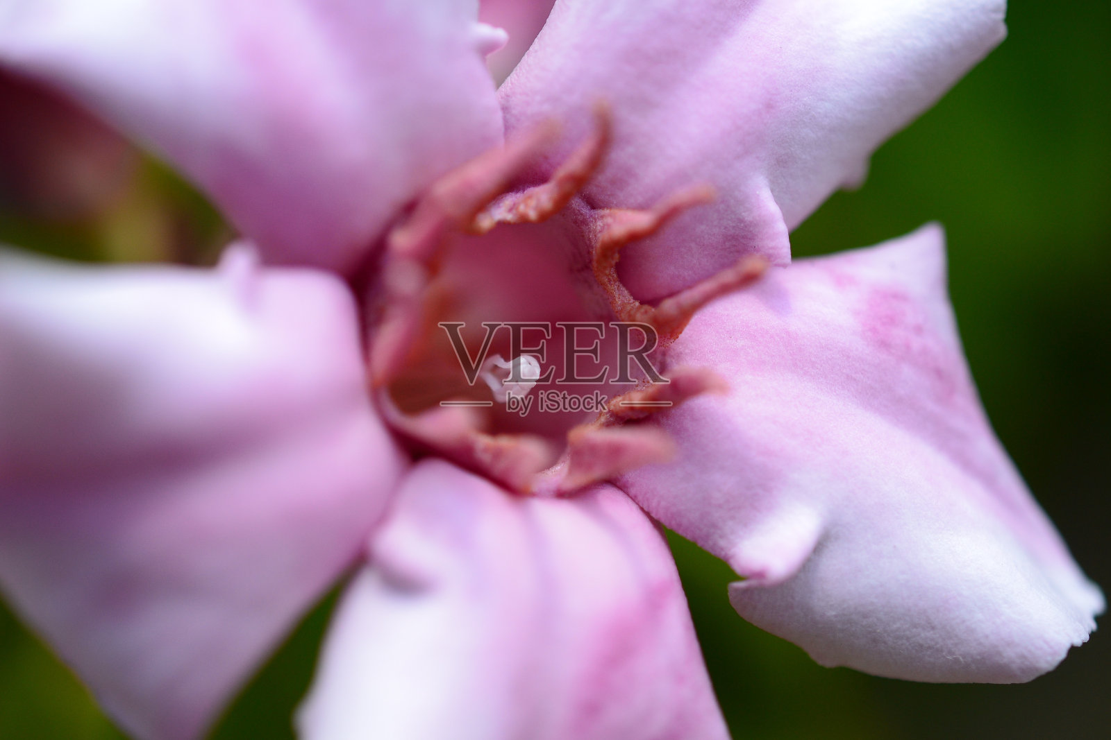 自然照片摄影图片