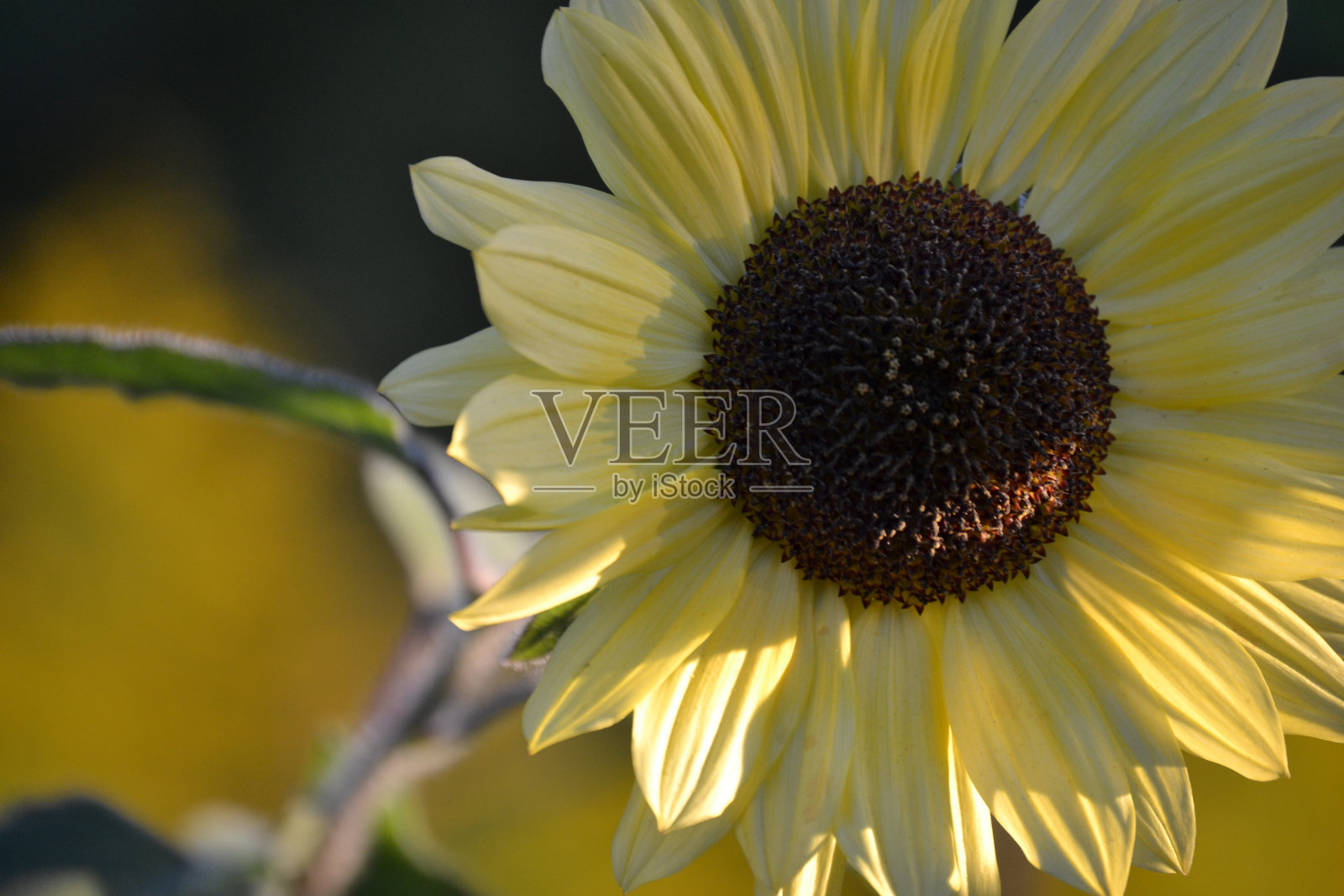 向日葵照片摄影图片