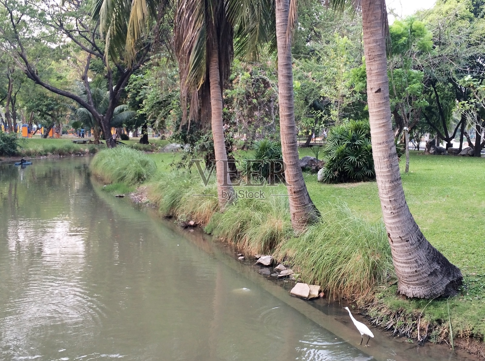 黄昏时分与一只白鸟在公园里的沟渠照片摄影图片