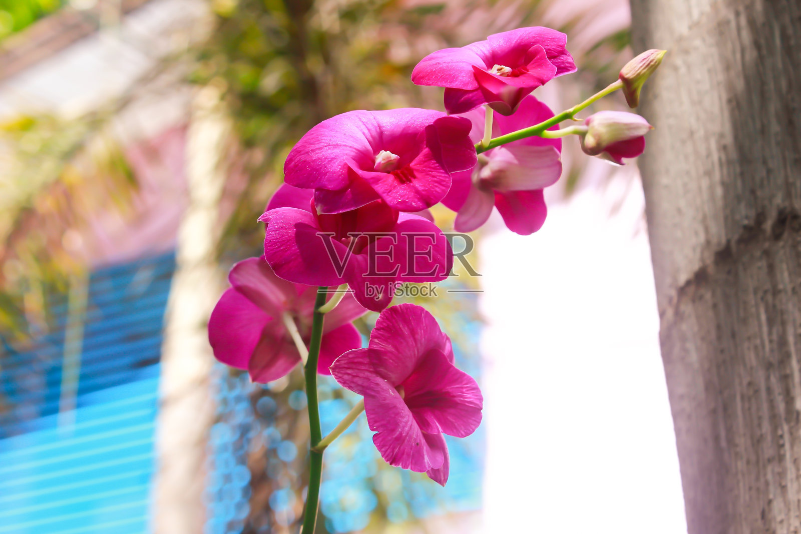 粉色兰花照片摄影图片