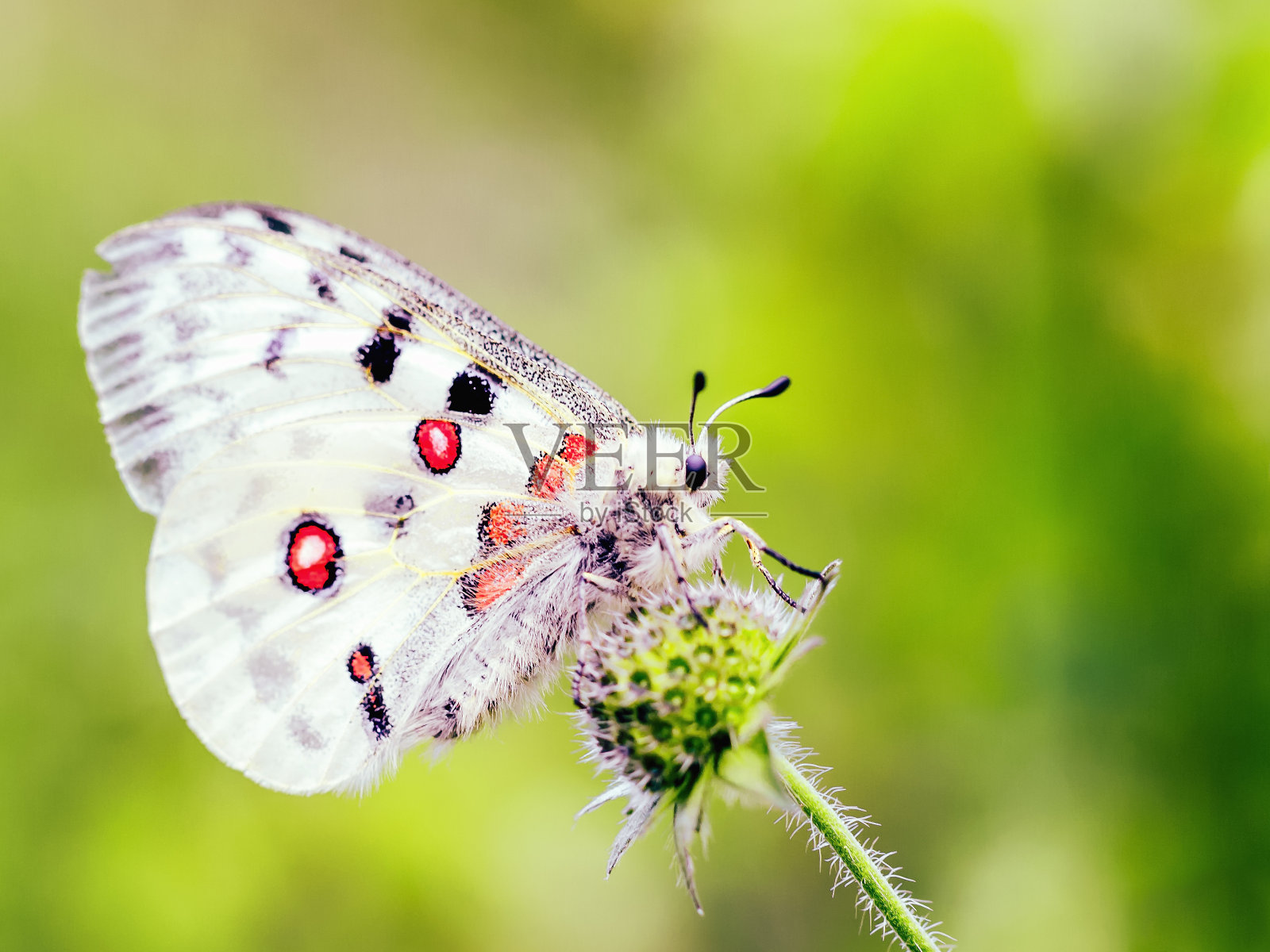 红色阿波罗蝴蝶照片摄影图片