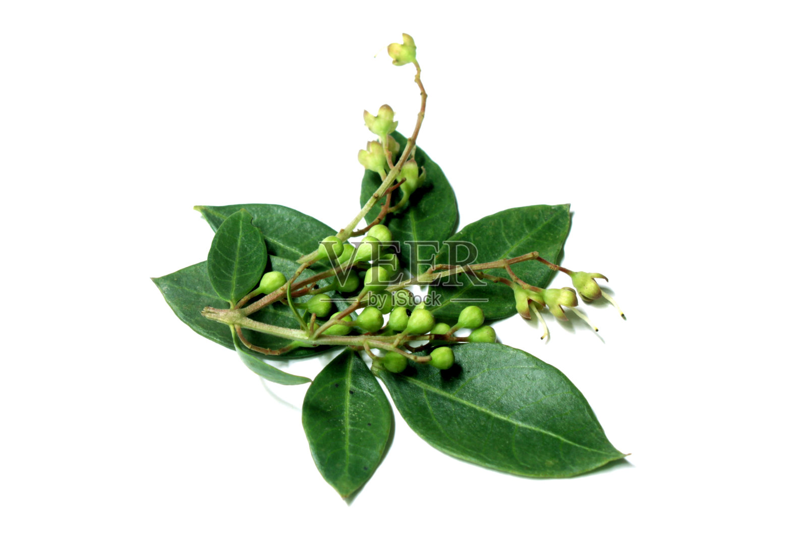 指甲花叶子与花照片摄影图片