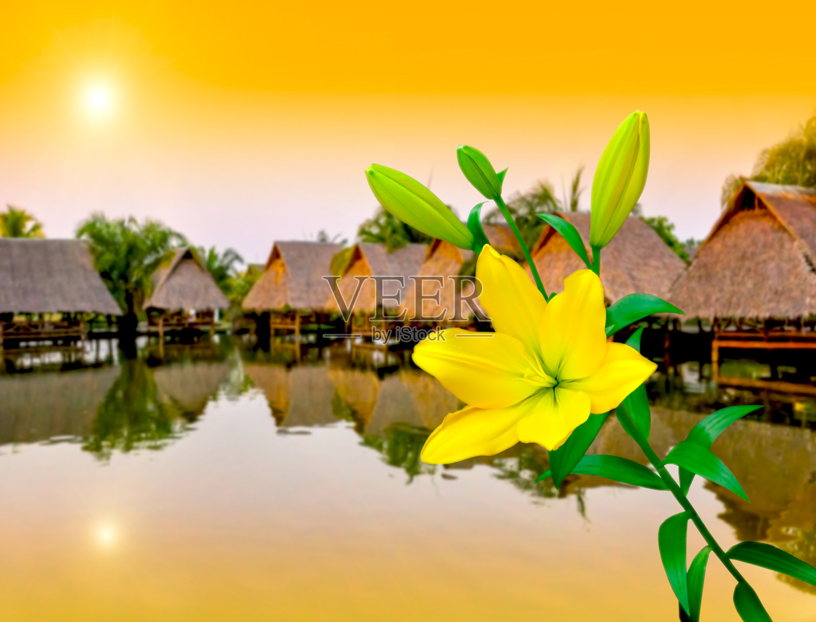 鲜艳的黄色百合照片摄影图片