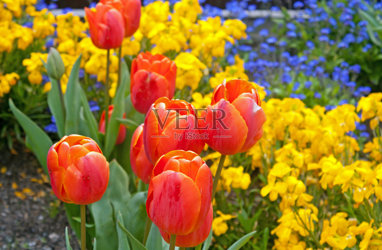 春天的花朵照片摄影图片