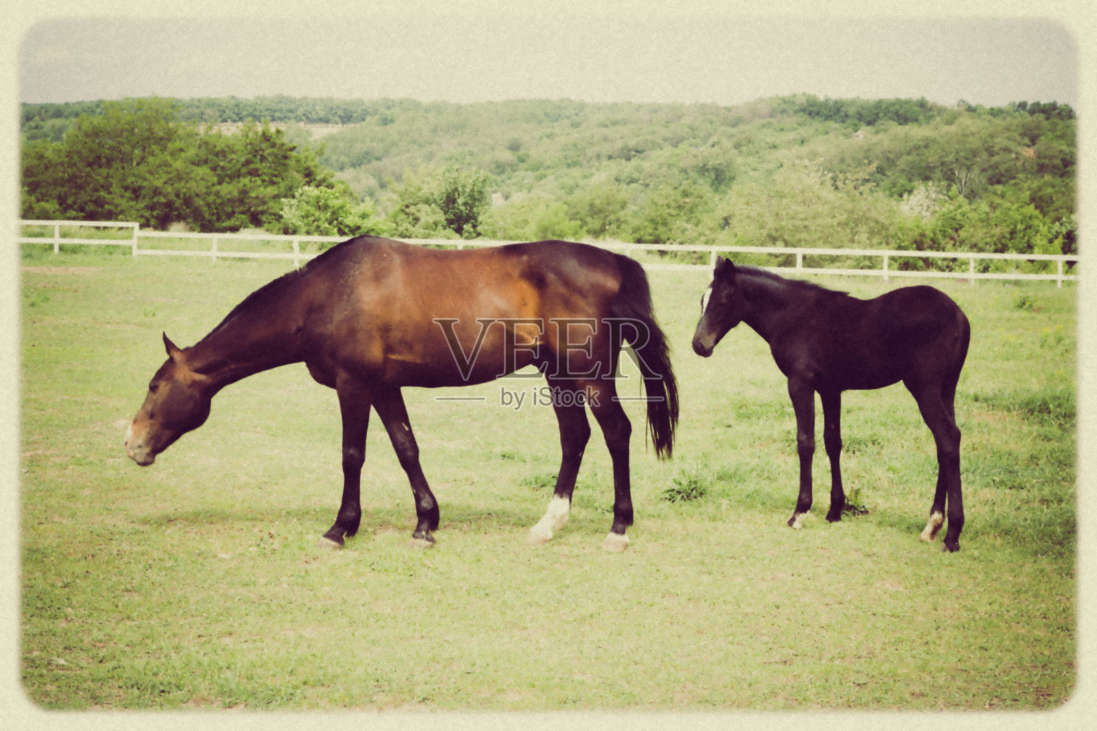 马在牧场田园风光复古照片摄影图片