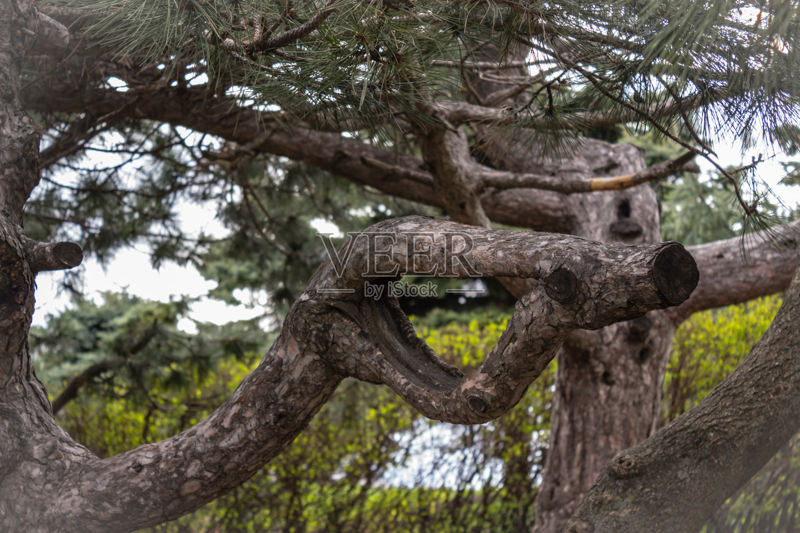 曲线松分支照片摄影图片