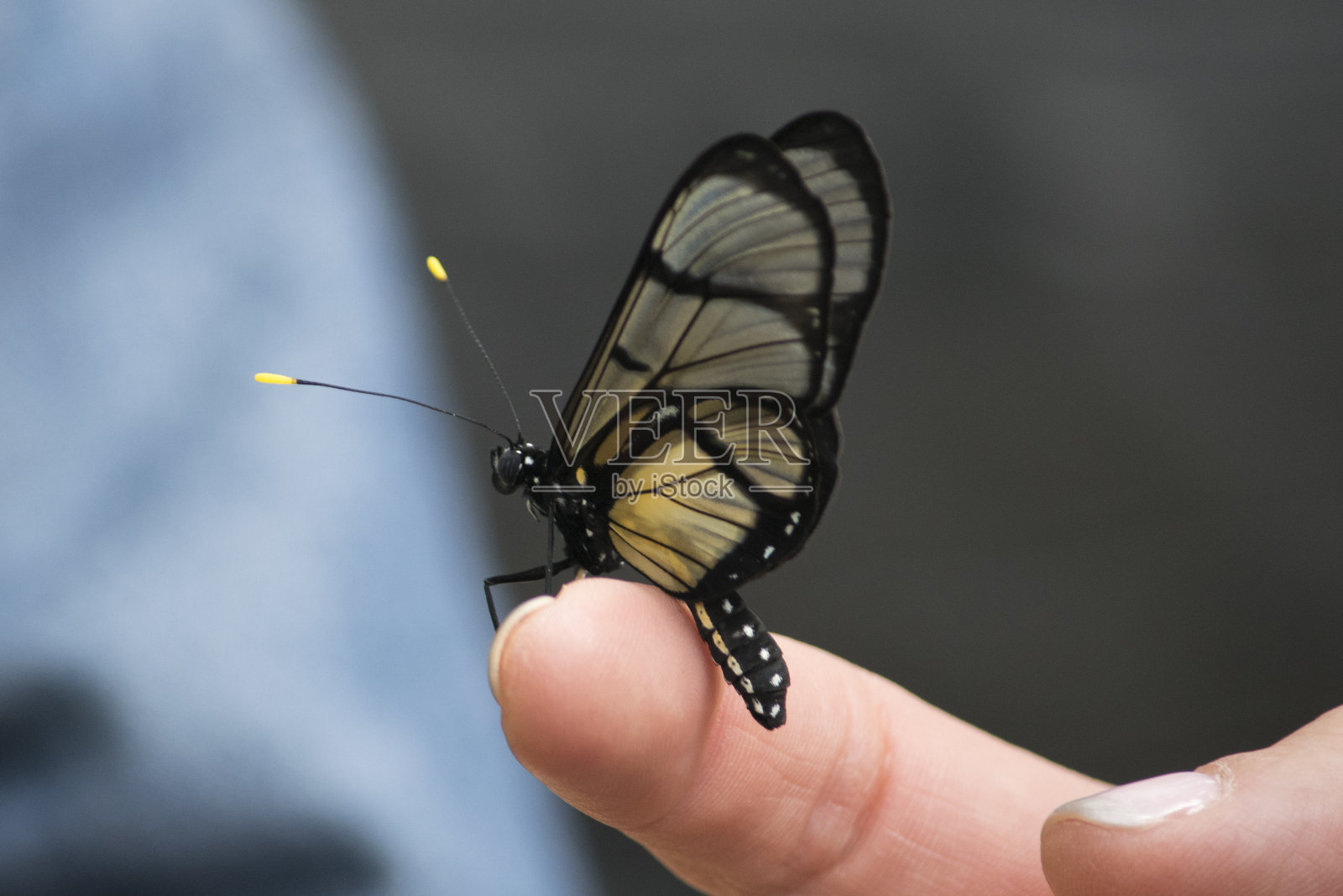 被玻璃翼照片摄影图片