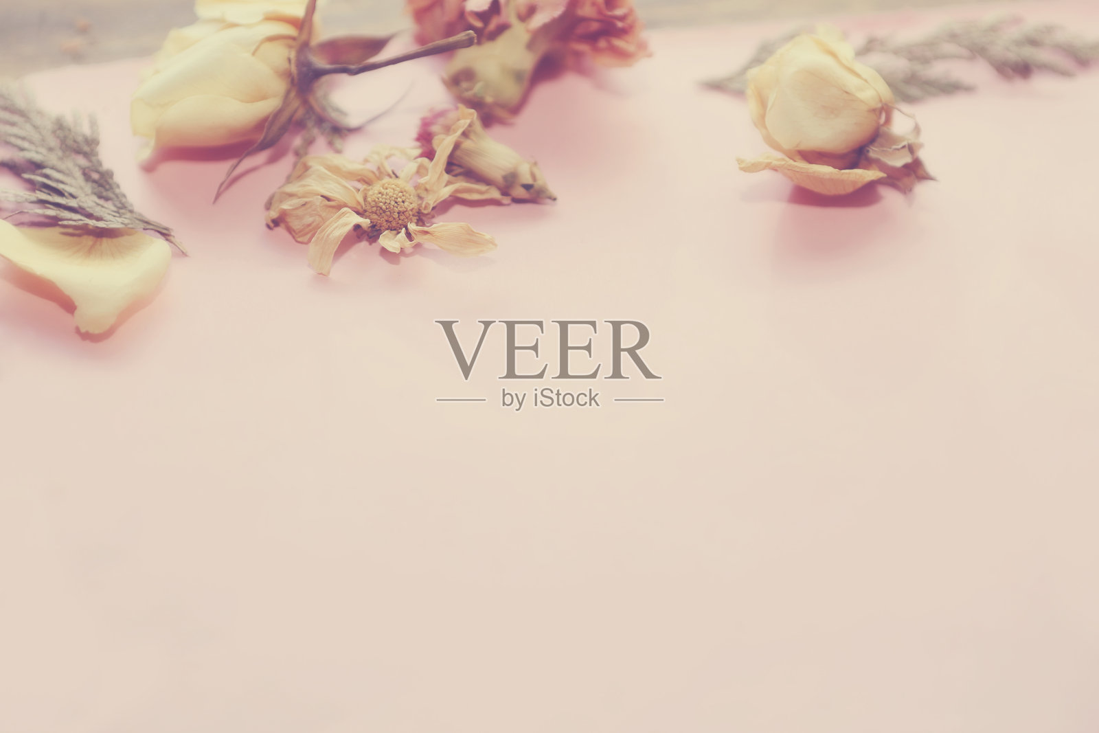 粉红色的干花照片摄影图片