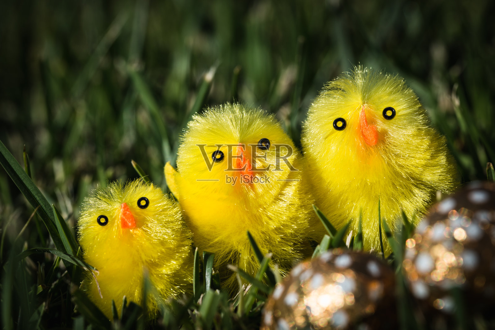 复活节小鸡一家照片摄影图片