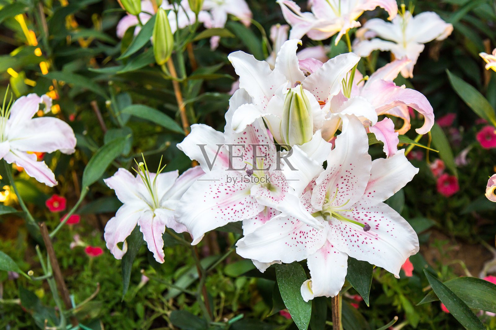 白色的兰花照片摄影图片