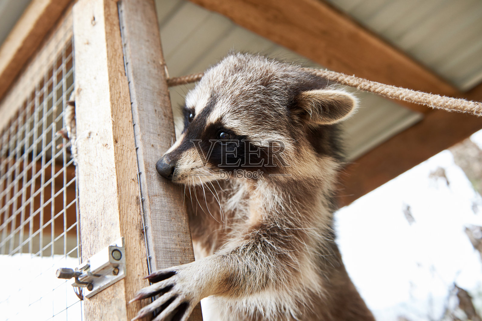 浣熊在笼子里照片摄影图片