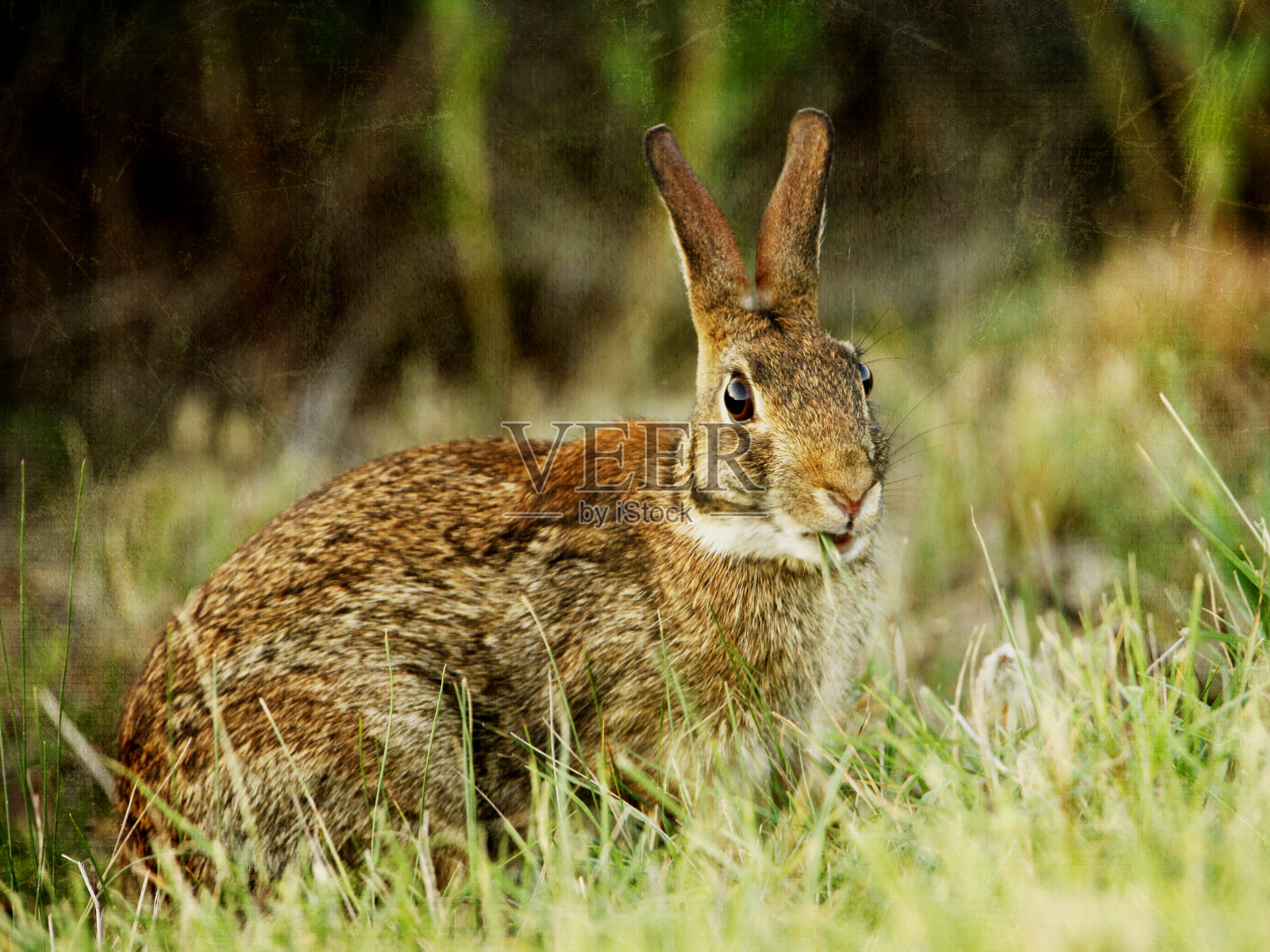 沼泽兔子肖像照片摄影图片