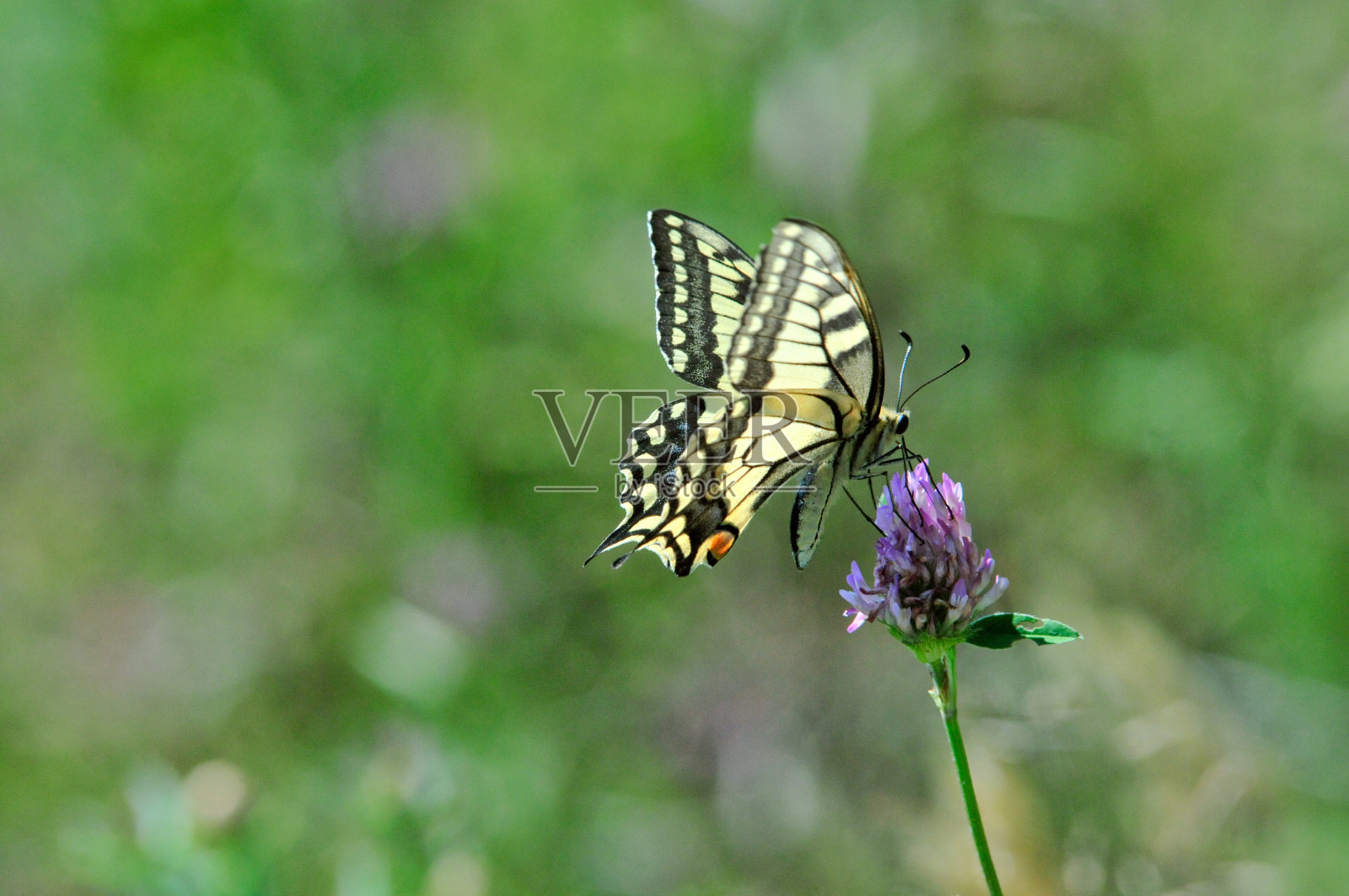 燕尾蝶，旧世界燕尾蝶。照片摄影图片