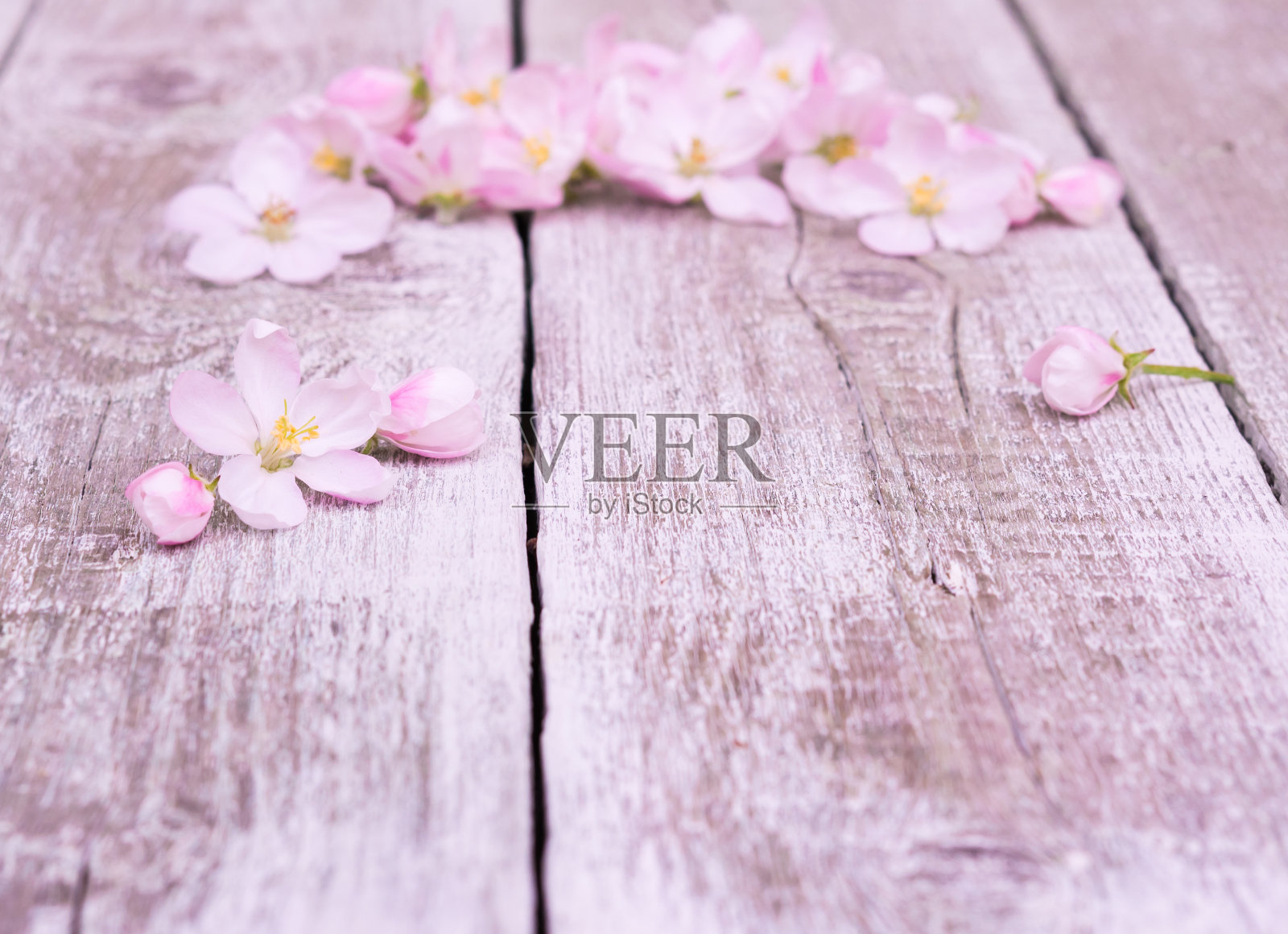 花。苹果树在质朴的木质背景上开花照片摄影图片