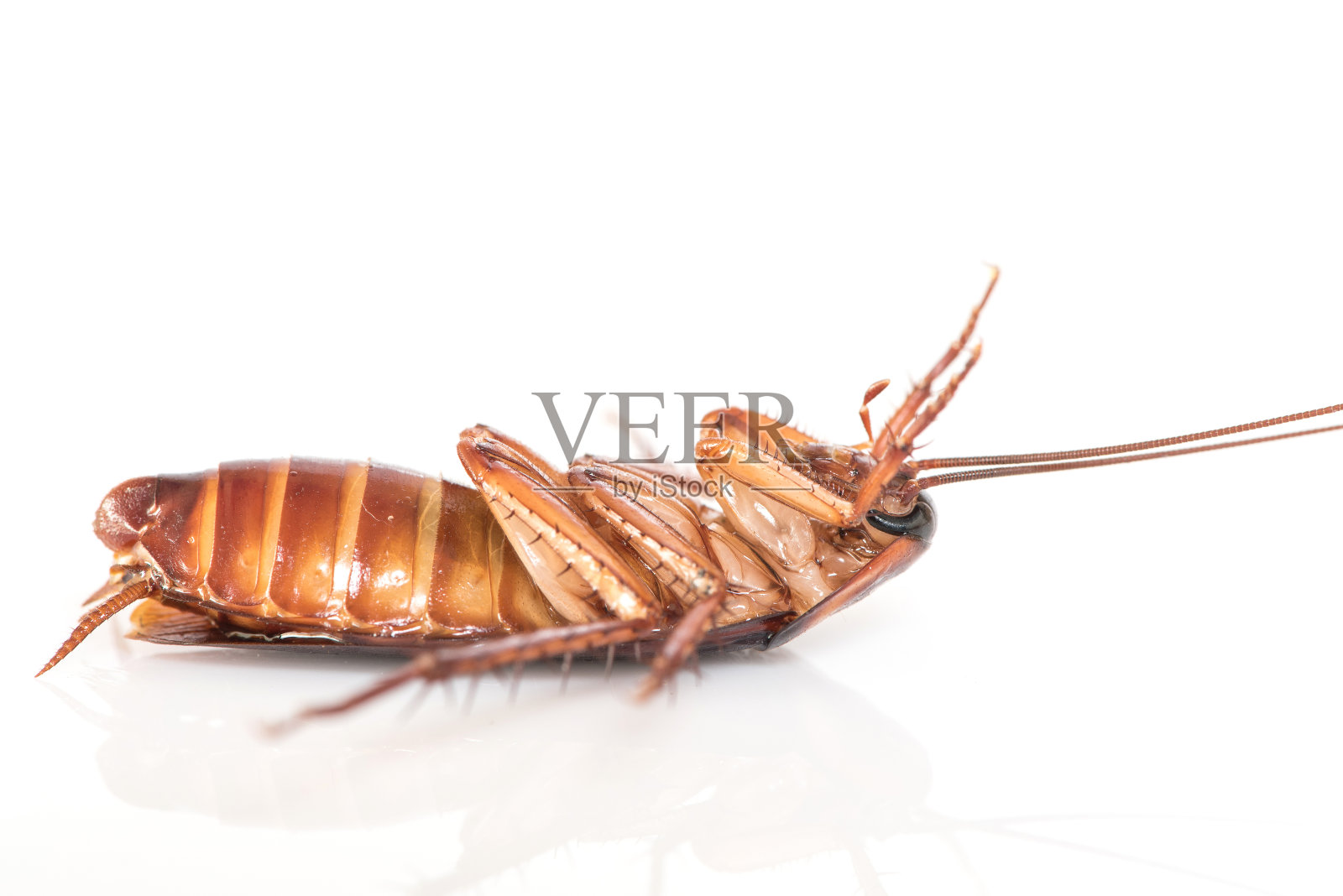 蟑螂照片摄影图片