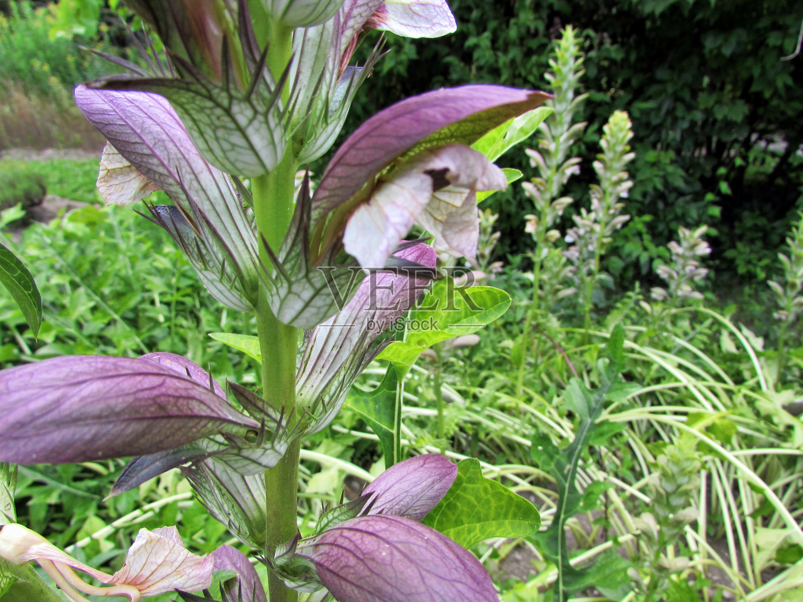 爵床属balcanicus开花照片摄影图片