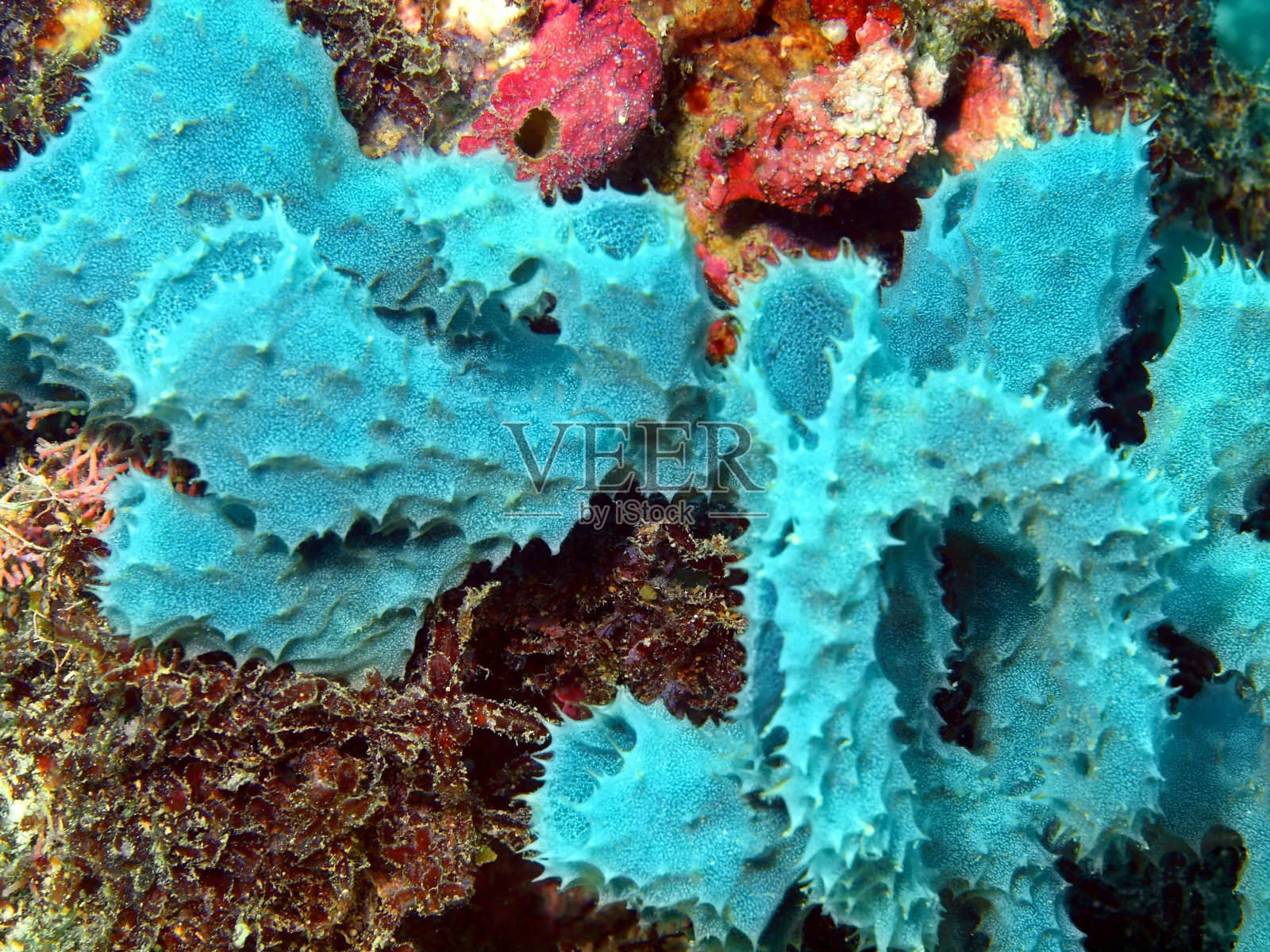 海绵照片摄影图片