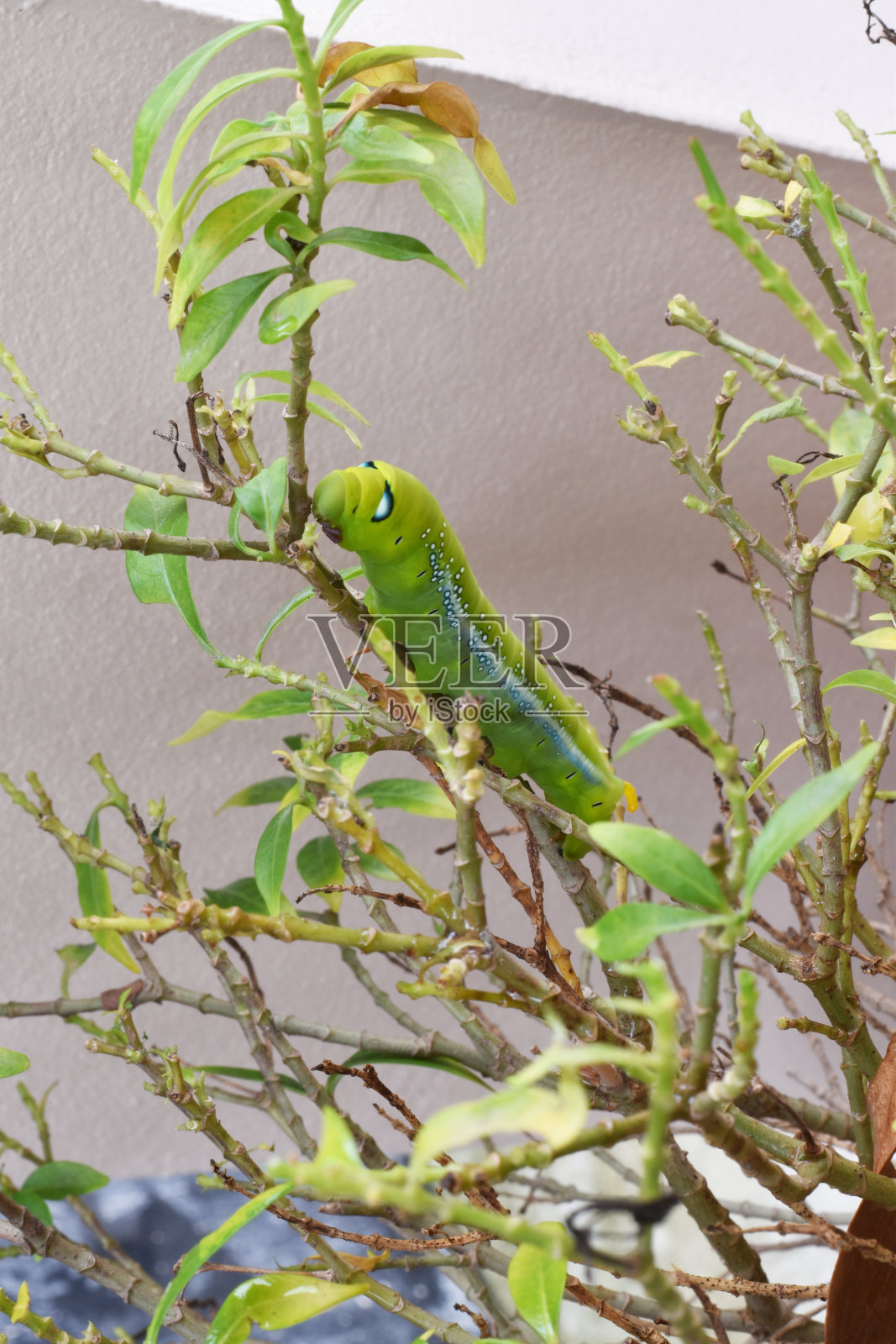 绿色的虫子照片摄影图片